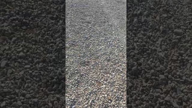 Спасибо Всем, кто помогает нашему приюту ЖИТЬ