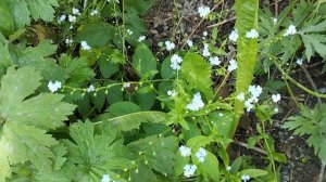 Лето. Летний день. Красивая музыка и звуки природы.