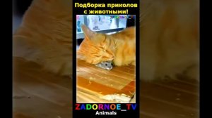 Животные приколы и не только