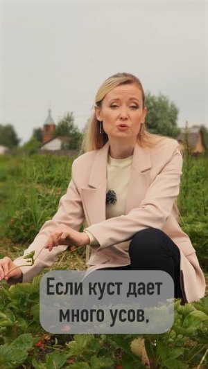 Зачем удалять усы у земляники садовой?