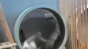 Нам никогда не понять, что происходит у них в голове