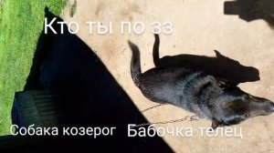 Кто ты по зз из животных??