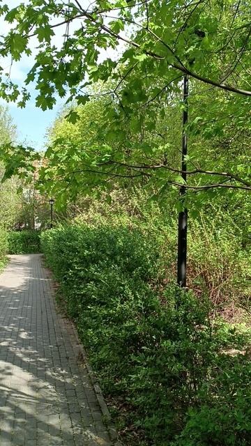 Парк Берёзовая роща, Москва 24.04.2025 (10:16). м.Полежаевская. м.Хорошёвская. м.Зорге.