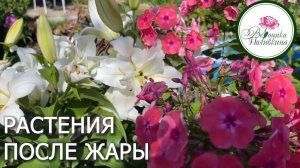 Исправляем последствия жары в саду