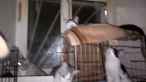 Глазки в темноте,как фонарик. Гроза  напугала моих мохнатиков..Они такого ещё не видели