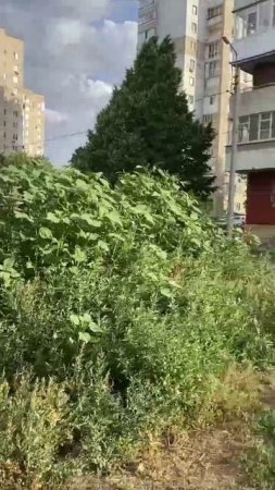 Возле детской инфекционной больницы в Волгодонске пышно цветет амброзия.
