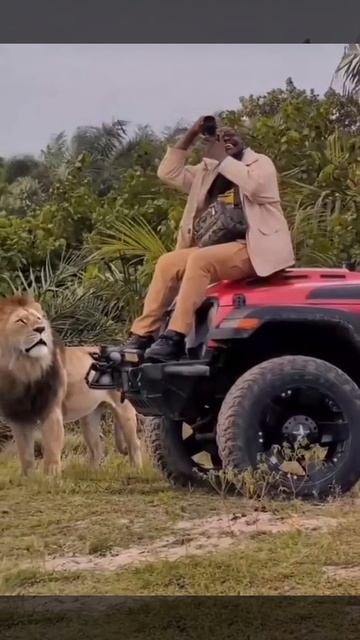 Сафари 😂 смотреть онлайн