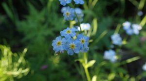 2025.07.08. Норильская лесотундра. Жара +29,2,шиповник,незабудка. Итоги 3-й декады июня в описании.