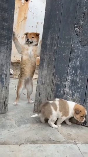 Малыш нашёл дом 🐶🥰❤️😍