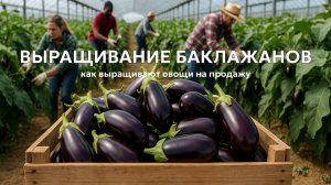 Выращивание баклажанов в теплице: как выращивают овощи на продажу? 🍆