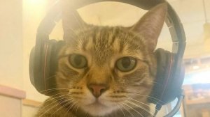 😂 Самые смешные приколы с котами и их друзьями! Смотреть всем! 😻