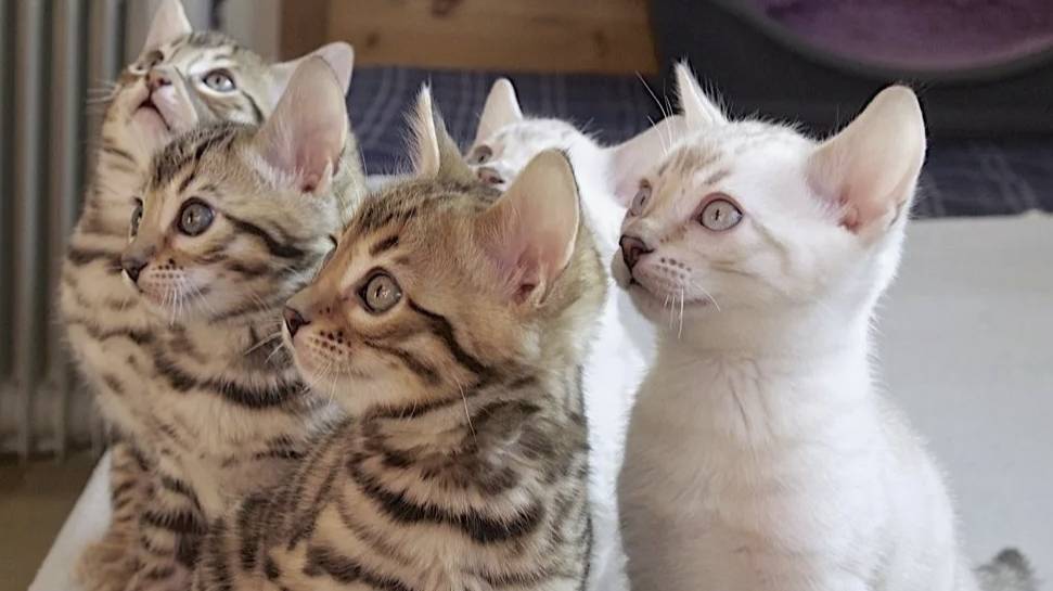 Бенгальские котята, родились 12.05.2025 г. смотреть онлайн