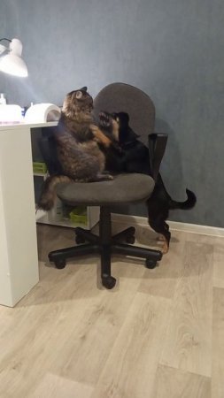 Играют