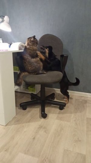 Играют