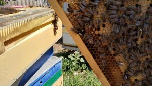 Взяток на стационаре! 10 лет такого не было. Результат обработки от клеща.