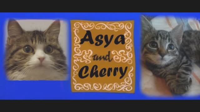 Ася и Черри (2015) | Две кошки в одной квартире смотреть онлайн