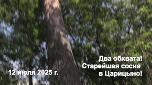Старейшая сосна в Царицыно!