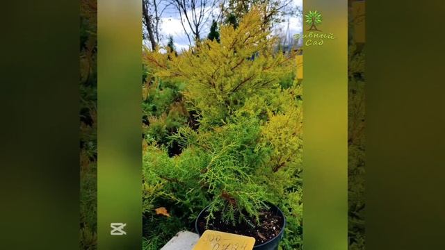 Можжевельник чешуйчатый "Блю Свид" – это декоративный хвойный кустарник с плотной кроной.