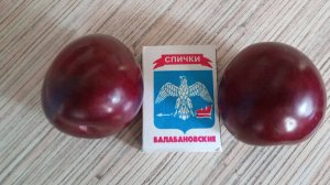 Сбор урожая алычи (июль 2025г.)