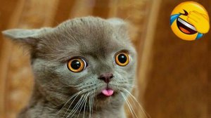 ТОП приколов с животными 2025  УГАРНЫЕ ЖИВОТНЫЕ 🤣ЛУЧШИЕ ПРИКОЛЫ 2025