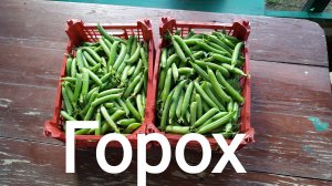 Сад. Горох. 11.07.2025