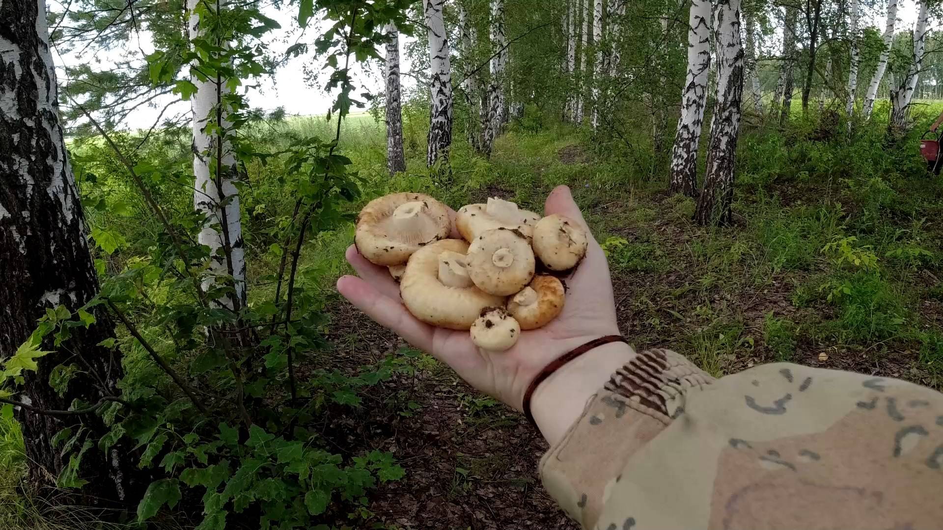 Два ведра Груздей в Июле как с куста Тихая охота в Самарской области смотреть онлайн