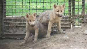 Полярный волчонок искупался в чашке для питья и побежал играть с братиком.