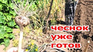 Дача.Вот уже и чеснок выкопали.Съездили в гости.Не заметим и как лето пролетит,а так не хочется