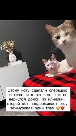 Кот и кот друг❤️