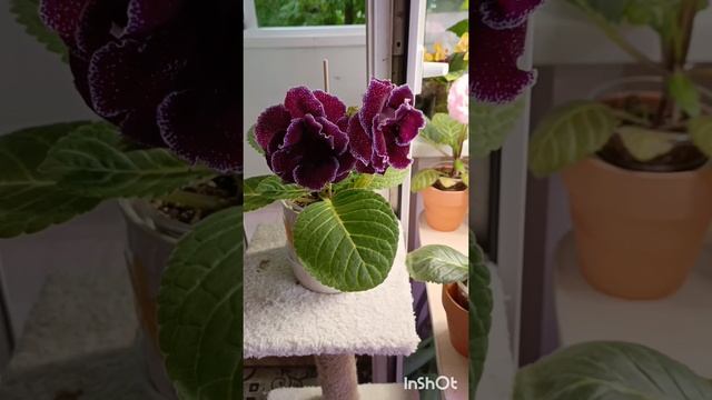 цветение моих глоксиний 🥰💕красота!