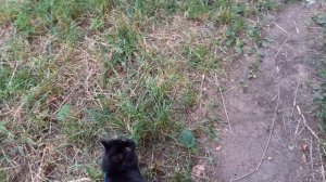 На прогулке котики.