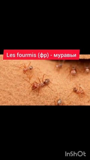 На французском