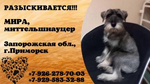 Пропала собака! МИРА. Миттельшнауцер. Запорожская обл,  г. Приморск