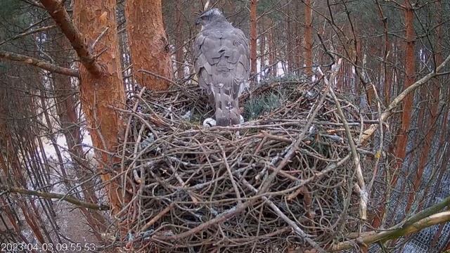 Уже 3 яйца за 2 дня! Мама-ястреб утепляет гнездо хвойными ветками