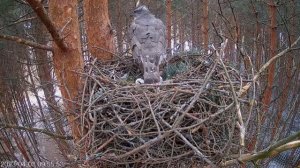 Уже 3 яйца за 2 дня! Мама-ястреб утепляет гнездо хвойными ветками