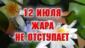 12 июля. Жара не отступает