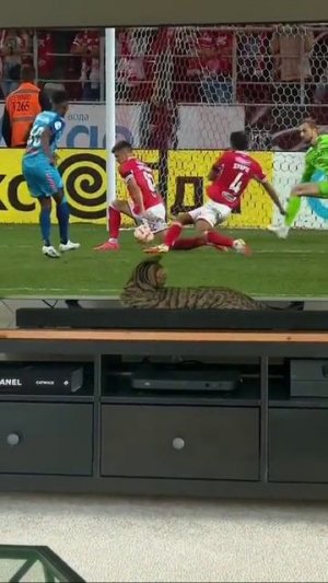 Кот не был готов к таким кадрам