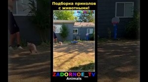 Животные приколы и не только