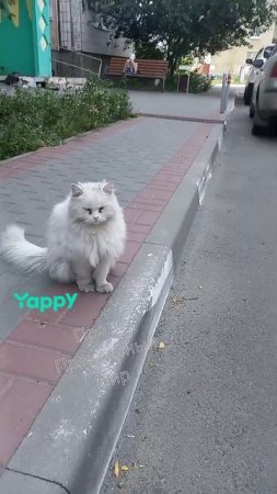 #котики #кошка #киса #домашниеживотные #кошки #пес #собакадругчеловека #собака #собаки #щенок #мимим