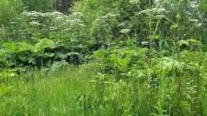 ЛЕСНЫЕ БЕСЕДЫ. Что будет дальше