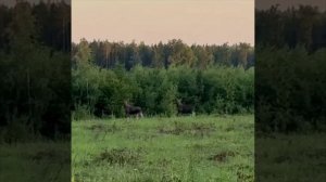 🫎В Подмосковье недалеко от дороги заметили двух лосей, которые синхронно замерли при виде человека