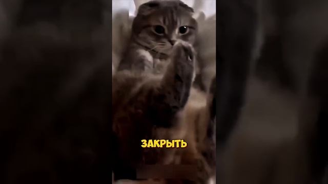 Животные приколы и не только