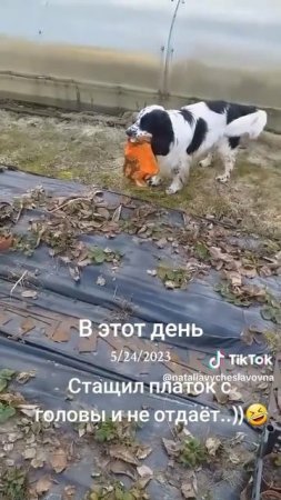 Воришка...)))