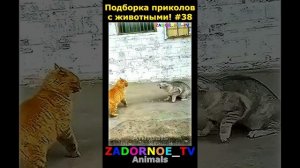 Животные приколы и не только