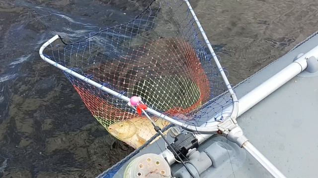 Лещ на "банку" + сало с опарышем. смотреть онлайн