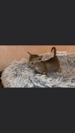 открыт резерв на ориентальную девочку