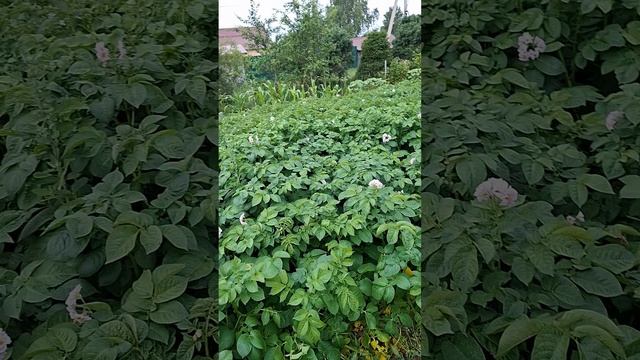 13.07.2025 первый урожай картофеля..