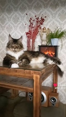 одинокая ветка сирени