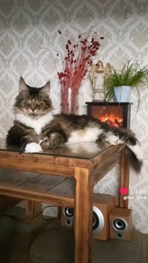 одинокая ветка сирени