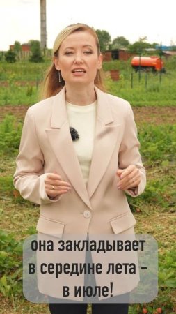 Один из ключевых секретов ухода за земляникой садовой